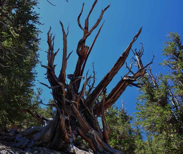 bristlecone